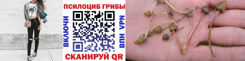 Псилоцибиновые грибы мицелий купить наркоту Николаевск-на-Амуре